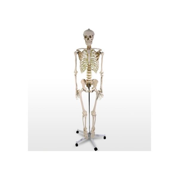 Anatómiai csontváz modell