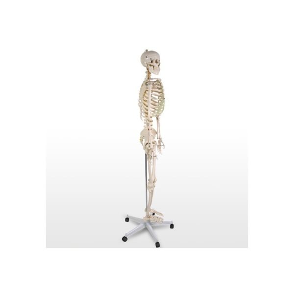 Anatómiai csontváz modell